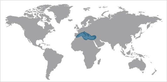 CEPES in the Mediterranean